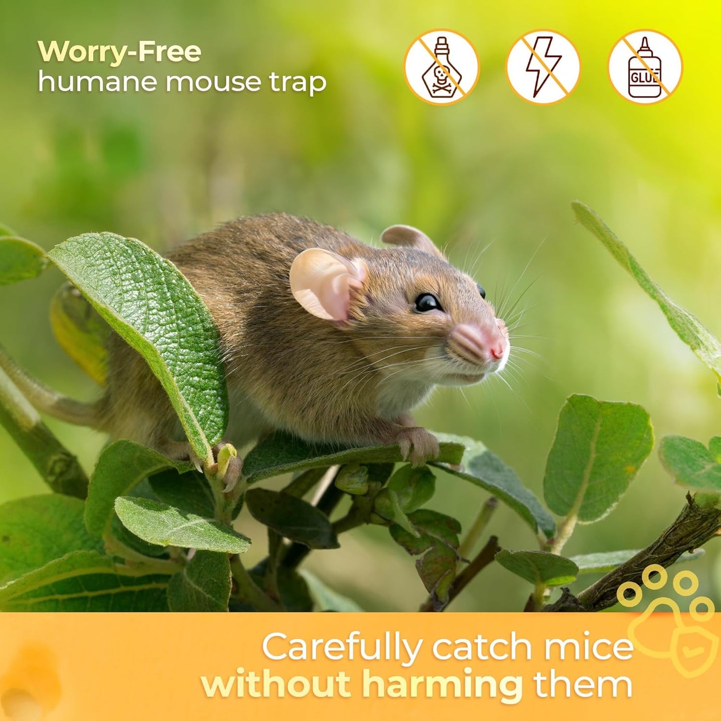 Humane Indoor/Outdoor Mouse Trap
