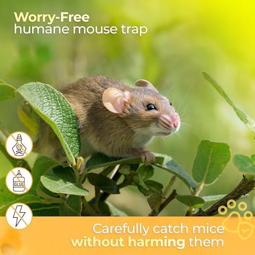 Humane Indoor/Outdoor Mouse Trap